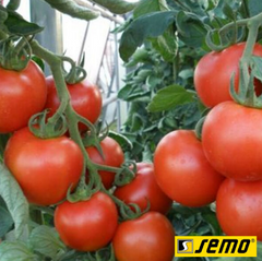 Насіння томатів Парто F1    фото, Насіння томатів Парто F1    інтернет магазин Добрі сходи