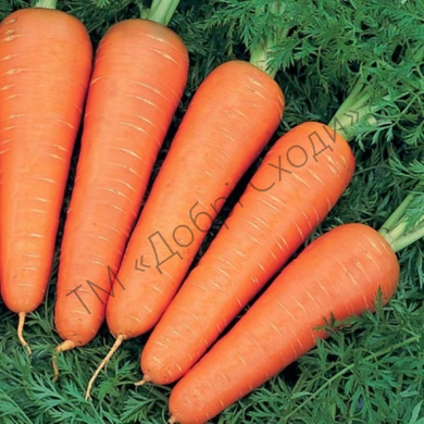 Насіння моркви Канада F1 фото, Насіння моркви Канада F1 інтернет магазин Добрі сходи