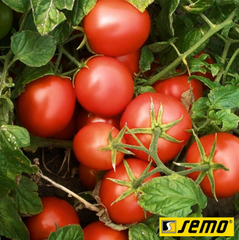Насіння томатів Протон фото, Насіння томатів Протон інтернет магазин Добрі сходи