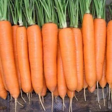 Насіння моркви Морелія F1 фото, Насіння моркви Морелія F1 інтернет магазин Добрі сходи