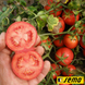 Насіння томатів Протон фото, Насіння томатів Протон інтернет магазин Добрі сходи