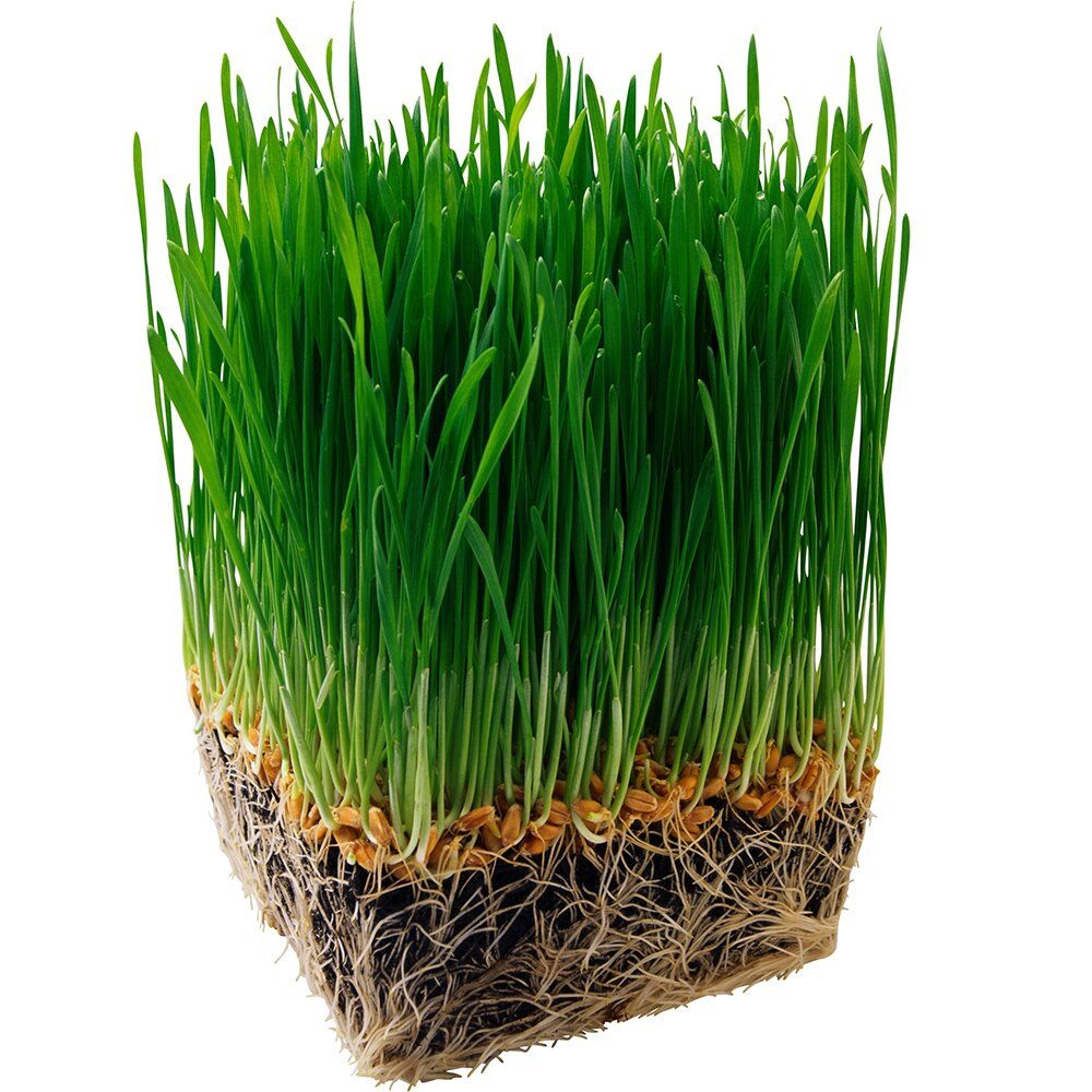  трава —  семена газонной травы в  оптом, цена
