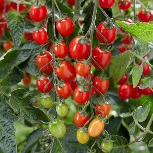 Рассада томата патио Profi-Frutti&trade; Grape Red F1 фото, Рассада томата патио Profi-Frutti&trade; Grape Red F1 интернет магазин Добрі сходи