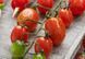 Рассада томата патио Profi-Frutti&trade; Grape Red F1 фото, Рассада томата патио Profi-Frutti&trade; Grape Red F1 интернет магазин Добрі сходи