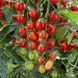 Рассада томата патио Profi-Frutti&trade; Grape Red F1 фото, Рассада томата патио Profi-Frutti&trade; Grape Red F1 интернет магазин Добрі сходи