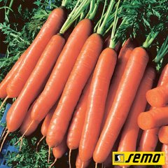 Семена моркови Йолана F1 фото, Семена моркови Йолана F1 интернет магазин Добрі сходи