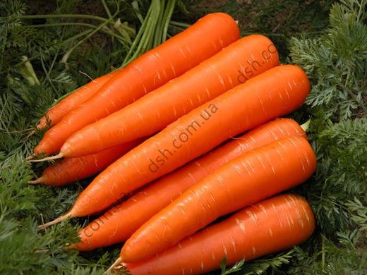 Семена моркови Скарла фото, Семена моркови Скарла интернет магазин Добрі сходи