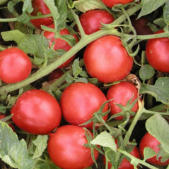 Насіння томатів Трітонекс фото, Насіння томатів Трітонекс інтернет магазин Добрі сходи