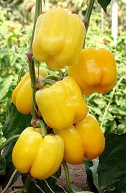 Насіння перцю Бачата F1 (Bachata F1) фото, Насіння перцю Бачата F1 (Bachata F1) інтернет магазин Добрі сходи