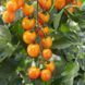 Рассада томата патио Profi-Frutti&trade; Mandarin F1 фото, Рассада томата патио Profi-Frutti&trade; Mandarin F1 интернет магазин Добрі сходи