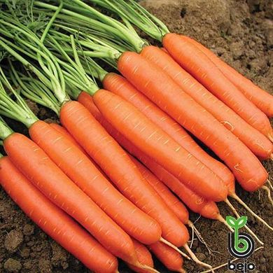 Насіння моркви Наполі F1 (1,6-2,0мм) фото, Насіння моркви Наполі F1 (1,6-2,0мм) інтернет магазин Добрі сходи