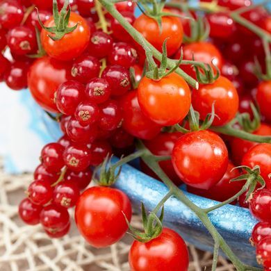 Рассада томата патио TuttiFrutti&trade; Red Berry F1 фото, Рассада томата патио TuttiFrutti&trade; Red Berry F1 интернет магазин Добрі сходи