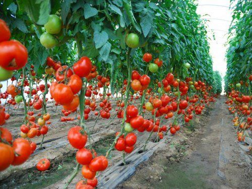 Насіння томатів Аксіома F1 фото, Насіння томатів Аксіома F1 інтернет магазин Добрі сходи