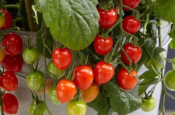 Рассада томата патио TuttiFrutti&trade; Red Berry F1 фото, Рассада томата патио TuttiFrutti&trade; Red Berry F1 интернет магазин Добрі сходи