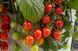 Рассада томата патио TuttiFrutti&trade; Red Berry F1 фото, Рассада томата патио TuttiFrutti&trade; Red Berry F1 интернет магазин Добрі сходи