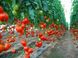 Насіння томатів Аксіома F1 фото, Насіння томатів Аксіома F1 інтернет магазин Добрі сходи