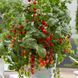 Рассада томата патио TuttiFrutti&trade; Red Berry F1 фото, Рассада томата патио TuttiFrutti&trade; Red Berry F1 интернет магазин Добрі сходи