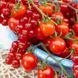Рассада томата патио TuttiFrutti&trade; Red Berry F1 фото, Рассада томата патио TuttiFrutti&trade; Red Berry F1 интернет магазин Добрі сходи