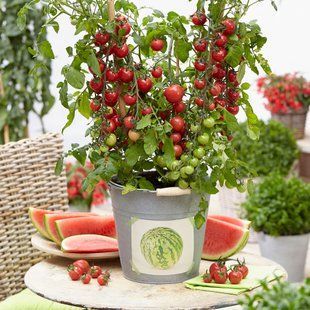 Рассада томата патио TuttiFrutti&trade; Melon F1 фото, Рассада томата патио TuttiFrutti&trade; Melon F1 интернет магазин Добрі сходи