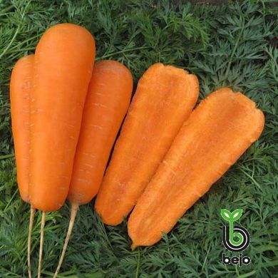 Насіння моркви Кардіф F1 (1,8-2,0мм) фото, Насіння моркви Кардіф F1 (1,8-2,0мм) інтернет магазин Добрі сходи