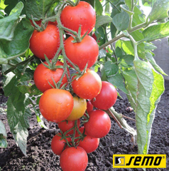 Семена томатов Торнадо F1 фото, Семена томатов Торнадо F1 интернет магазин Добрі сходи