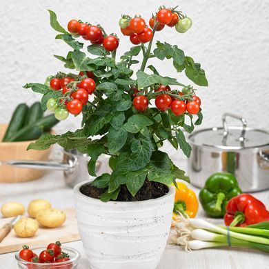 Рассада томата патио Pillar Tomatoes&trade; Catch Red F1 фото, Рассада томата патио Pillar Tomatoes&trade; Catch Red F1 интернет магазин Добрі сходи