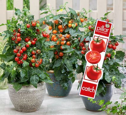 Рассада томата патио Pillar Tomatoes&trade; Catch Red F1 фото, Рассада томата патио Pillar Tomatoes&trade; Catch Red F1 интернет магазин Добрі сходи