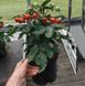 Рассада томата патио Pillar Tomatoes&trade; Catch Red F1 фото, Рассада томата патио Pillar Tomatoes&trade; Catch Red F1 интернет магазин Добрі сходи