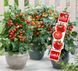 Рассада томата патио Pillar Tomatoes&trade; Catch Red F1 фото, Рассада томата патио Pillar Tomatoes&trade; Catch Red F1 интернет магазин Добрі сходи