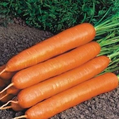 Насіння моркви Навал F1 (1,6-1,8мм) фото, Насіння моркви Навал F1 (1,6-1,8мм) інтернет магазин Добрі сходи