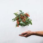 Рассада томата патио Ponchi&trade; Red F1 фото, Рассада томата патио Ponchi&trade; Red F1 интернет магазин Добрі сходи