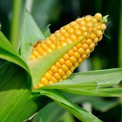 Кормовая кукуруза