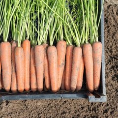 Семена моркови Ньюхол F1 (1,8-2,0мм) фото, Семена моркови Ньюхол F1 (1,8-2,0мм) интернет магазин Добрі сходи