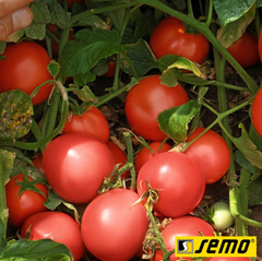 Насіння томатів Семалус F1 фото, Насіння томатів Семалус F1 інтернет магазин Добрі сходи