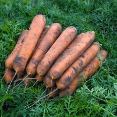 Семена моркови Номинатор F1 (1,8-2,0мм) фото, Семена моркови Номинатор F1 (1,8-2,0мм) интернет магазин Добрі сходи