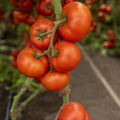 Насіння томатів Анненфелд F1 фото, Насіння томатів Анненфелд F1 інтернет магазин Добрі сходи