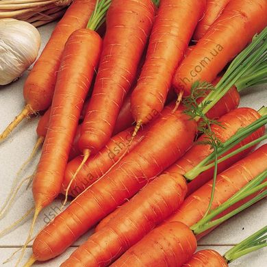 Насіння моркви Монанта фото, Насіння моркви Монанта інтернет магазин Добрі сходи