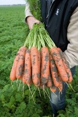 Семена моркови Нарбонне F1 (2,0-2,2мм) фото, Семена моркови Нарбонне F1 (2,0-2,2мм) интернет магазин Добрі сходи