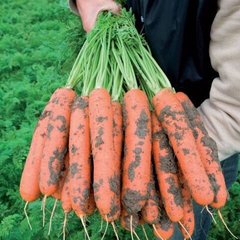 Семена моркови Ньюкасл F1 (2,2-2,4мм) фото, Семена моркови Ньюкасл F1 (2,2-2,4мм) интернет магазин Добрі сходи