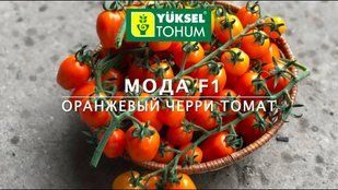 Мода F1 (Moda F1) фото, Мода F1 (Moda F1) интернет магазин Добрі сходи