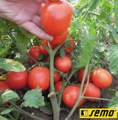 Насіння томатів Семакінг F1   фото, Насіння томатів Семакінг F1   інтернет магазин Добрі сходи