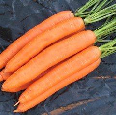 Насіння моркви Берлін F1 (1,8-2,0мм) фото, Насіння моркви Берлін F1 (1,8-2,0мм) інтернет магазин Добрі сходи