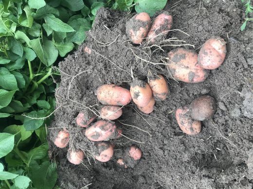 Картофель Родрига фото, Картофель Родрига интернет магазин Добрі сходи