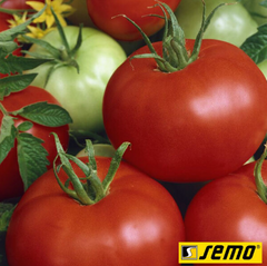 Семена томатов Диана фото, Семена томатов Диана интернет магазин Добрі сходи