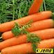 Насіння моркви Ярана F1    фото, Насіння моркви Ярана F1    інтернет магазин Добрі сходи