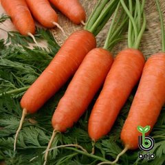 Семена моркови Карини фото, Семена моркови Карини интернет магазин Добрі сходи