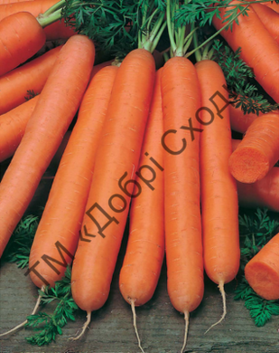 Семена моркови Смирна фото, Семена моркови Смирна интернет магазин Добрі сходи
