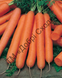 Семена моркови Смирна фото, Семена моркови Смирна интернет магазин Добрі сходи