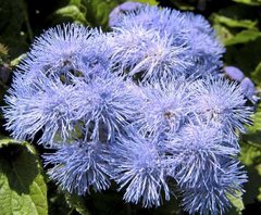 Насіння квітів Агератум блакитний  фото, Насіння квітів Агератум блакитний  інтернет магазин Добрі сходи