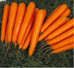 Насіння моркви Йітка F1 фото, Насіння моркви Йітка F1 інтернет магазин Добрі сходи